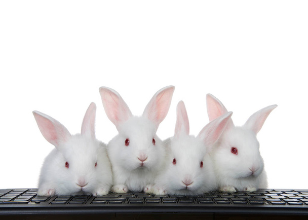 Quatre adorables lapins albinos blancs perchés sur un clavier d'ordinateur Isolé sur blanc. Tous regardant le spectateur, ou la direction de l'écran de moniteur. Concept technologique
 - Photo, image