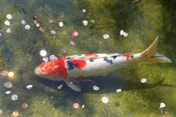 to view close up on a Koi also called nishikigoi, a colored varieties of Amur carp that are kept for decorative purposes in outdoor koi pond, murky from overgrowth of algae. - Photo, Image