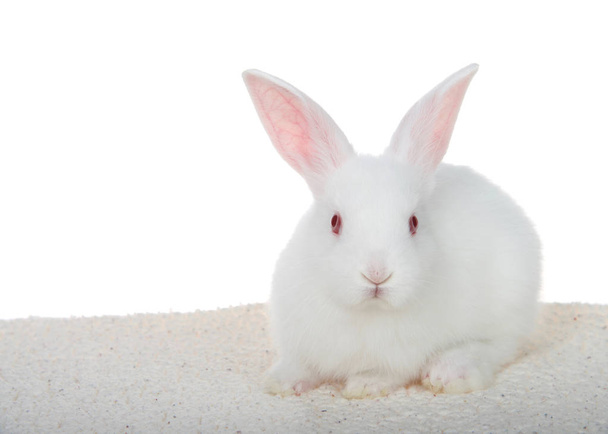 Adorable white albino baby bunny crouched down on sheepskin blanket isolated on white background looking directly at viewer.  - Photo, Image