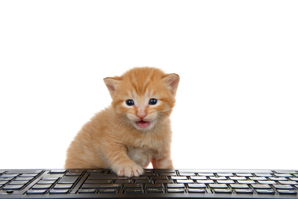 Adorable petit chaton tabby au gingembre orange assis au clavier de l'ordinateur regardant le spectateur, isolé sur fond blanc. Divertissement, technologie, jeux, thèmes éducatifs
 - Photo, image