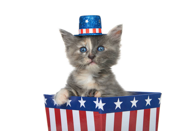 winzige verwässerte schildpatt Kätzchen in einer rot-weiß-blauen patriotischen Box sitzend, mit Hut direkt auf den Betrachter blickend mit Pfote über der Seite, isoliert auf weiß. - Foto, Bild