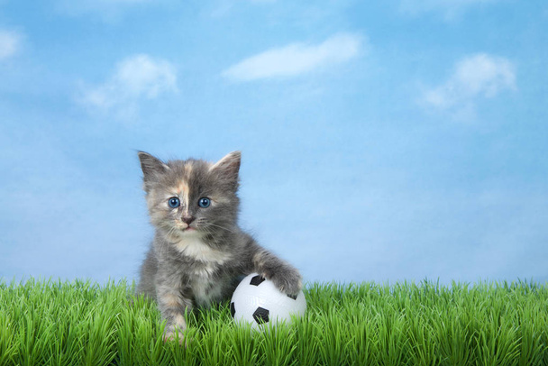 Adorable diluted tortie kitten sitting in green grass with a Soccer ball, blue sky with clouds background. Animal sports theme. - Foto, afbeelding