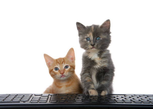 Primo piano di un tabby arancione e un gattino di calico diluito alla tastiera del computer che guarda lo spettatore come se guardasse il monitor del computer. Allarme e attento, curioso. Animali buffonate
 - Foto, immagini