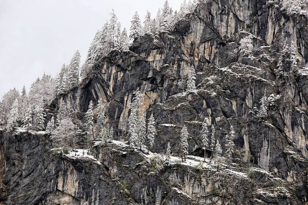 Arbres enneigés sur les rochers escarpés
 - Photo, image