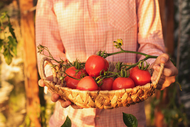 Conceito de jardinagem e agricultura. Produtos de estufa. Produção de produtos vegetais. Cultivar tomates em estufa. - Foto, Imagem