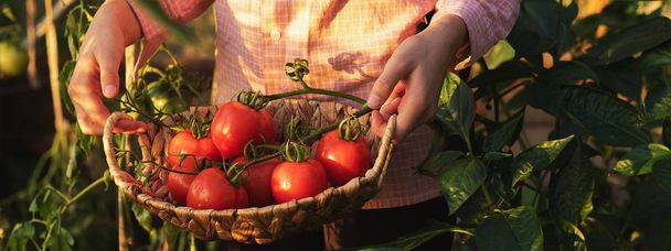 Gardening and agriculture concept. Greenhouse products. Production of plant products. Growing tomatoes in a greenhouse. - Foto, Bild