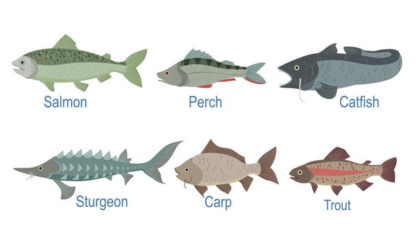 Collection of Fish Species with Name Subscription, Salmon, Perch, Catfish, Sturgeon, Carp, Trout Vector Illustration - Вектор, зображення