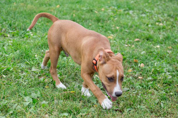 American staffordshire terrier puppy is walking on the green grass in the park. Pet animals. Two month old. - Foto, Imagem