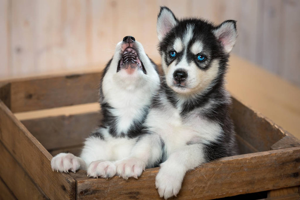 I due cuccioli dei husky si siedono nella scatola e ne guardano fuori. Cuccioli di razza Husky
. - Foto, immagini