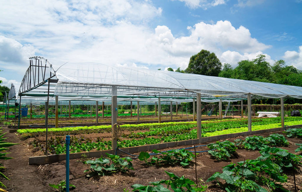 Invernaderos de invernadero de vidrio moderno plantación de plantas de semillero de primavera verde fresco que se cultivan en un día de verano
. - Foto, Imagen