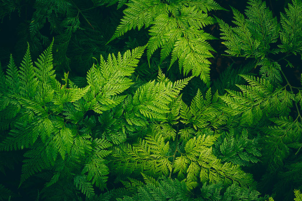Close up green leave fern. Nature green plant pattern background and texture. - Foto, imagen