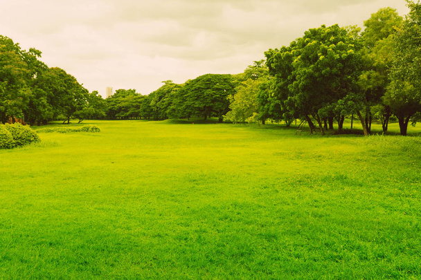 夏の都市の庭の緑の公園と草。運動と - 写真・画像