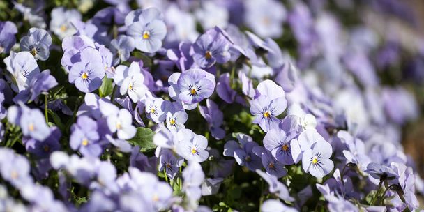 Violettes en fleurs dans un jardin de printemps
 - Photo, image