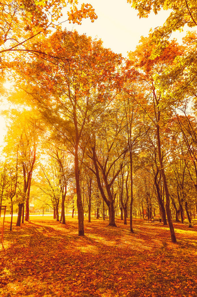 Beautiful autumn landscape background, vintage nature scene in f - Фото, изображение