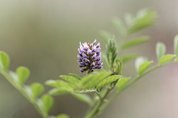 Квітка чагарника ( Гліцирреїза глабрас
) - Фото, зображення