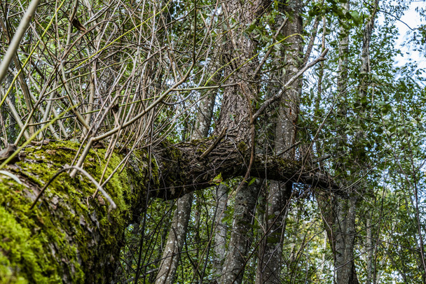 Dikey üst ile benzersiz yatay ağaç - Fotoğraf, Görsel
