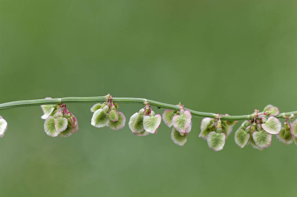 Плоды садового сорреля (Rumex acetosa
) - Фото, изображение