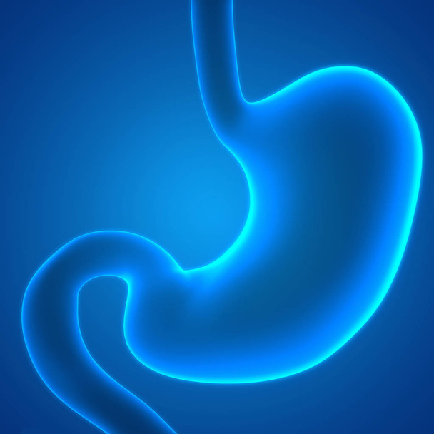 Illustration 3D de l'estomac, bannière d'anatomie de système d'organes humains
 - Photo, image
