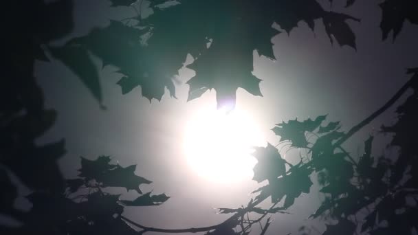 letzte warme Tage. Herbstsonne bricht durch die Blätter. Hintergrundbeleuchtung, Blattkonturen. Nostalgische Stimmung - Filmmaterial, Video