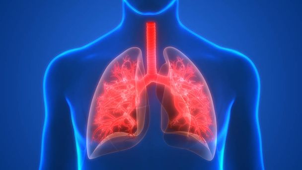 3D απεικόνιση της ανθρώπινης ανατομίας πνευμόνων του αναπνευστικού συστήματος - Φωτογραφία, εικόνα