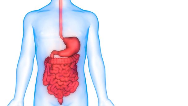 Illustrazione 3d del sistema digestivo, banner anatomico degli organi umani
 - Foto, immagini