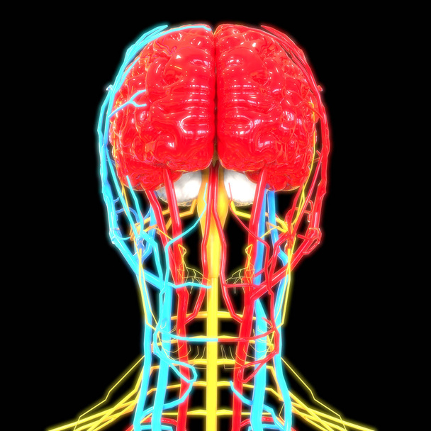 3D ilustrace mozku, nápis anatomie systému lidských orgánů - Fotografie, Obrázek
