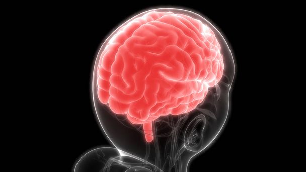 3D απεικόνιση του εγκεφάλου, ανθρώπινο σύστημα οργάνων ανατομίας πανό - Φωτογραφία, εικόνα