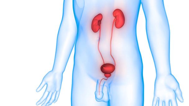 3D-illustratie van urinewegen, menselijke organen anatomie banner - Foto, afbeelding