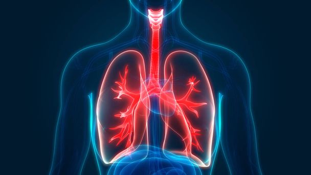 人体の呼吸器系肺の解剖学の 3 d イラストレーション - 写真・画像