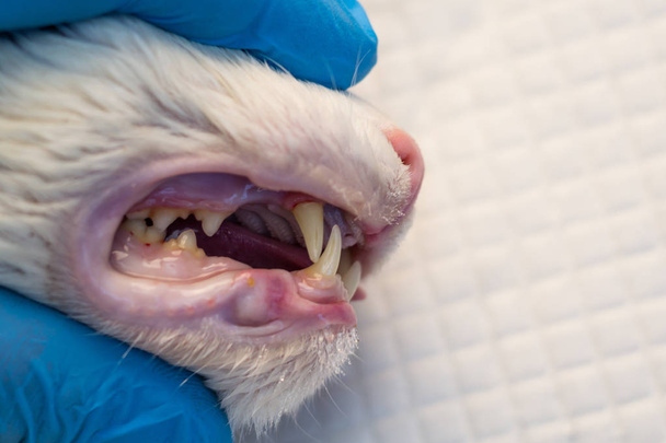 Denti di gatto dopo la scansione primo piano presso la clinica veterinaria
 - Foto, immagini