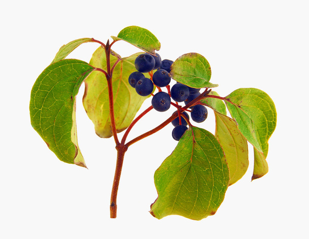Dogwood berries isolated on white background                    - Photo, Image