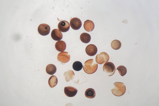 Super Macro Close Up Of Artemia Salina A 100 Million Old Species