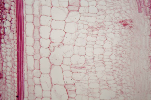 Stammzellen mit Siebzellen unter dem Mikroskop - Foto, Bild