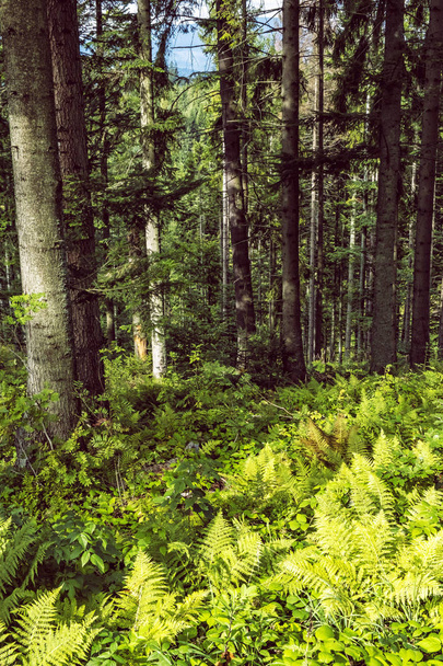Coniferous forest, Babia hora, Orava, Slovakia - Photo, Image