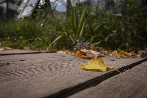 Жовтий лист на дерев'яній дошці в саду
 - Фото, зображення