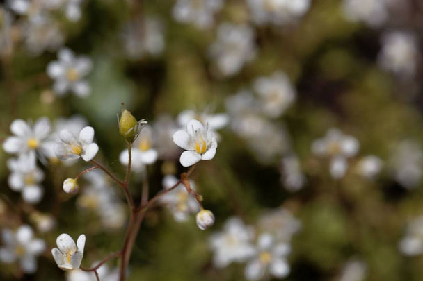 Bloem van de kleine Londonpride (Saxifraga cuneifolia) - Foto, afbeelding