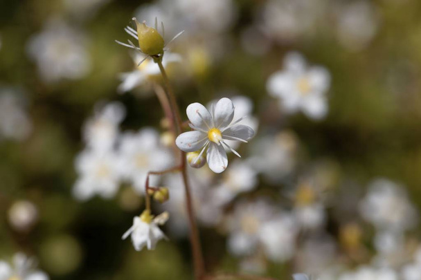 Flor del orgullo menor de Londres (Saxifraga cuneifolia
) - Foto, imagen