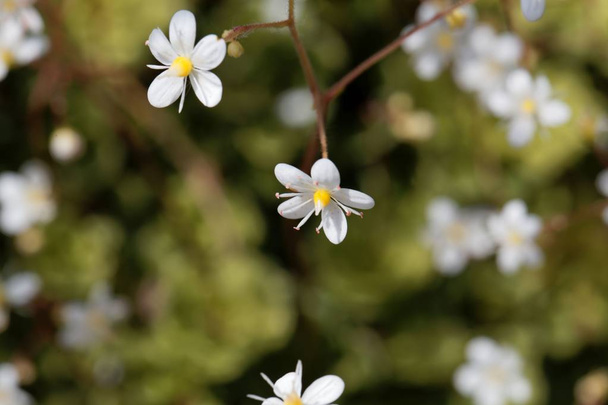 より小さいロンドンプライドの花(サキシフラガ・クネイフォリア) - 写真・画像