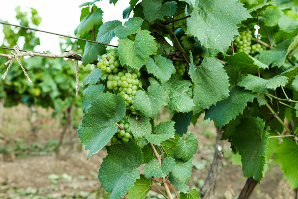  Cultivo de uvas verdes
 - Foto, Imagen