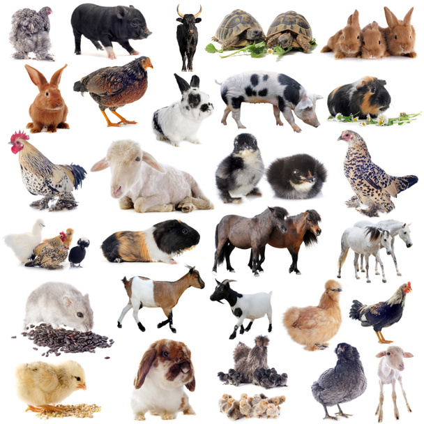 farm animals - Photo, Image
