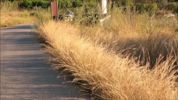 アロラ、アンダルシアの近くの道端に成長する背の高いエスパルト草 - 映像、動画