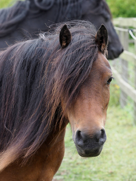 nativo pony headshot
 - Foto, immagini