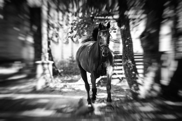 Trening koni i bieg na świeżym powietrzu słoneczny dzień - Zdjęcie, obraz