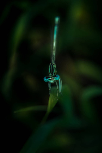 Turquoise colored dragonfly in natural environment - Photo, Image