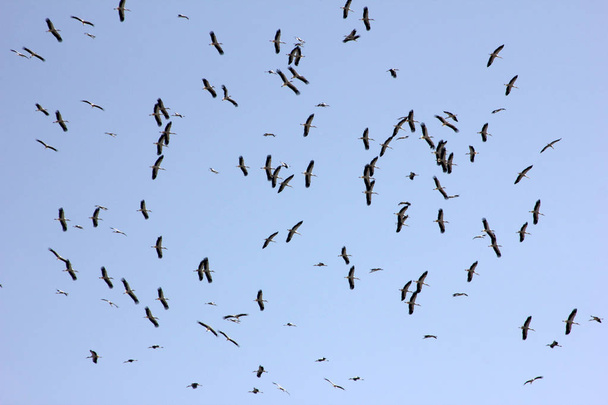 flock of storks migrating in autumn - Photo, Image