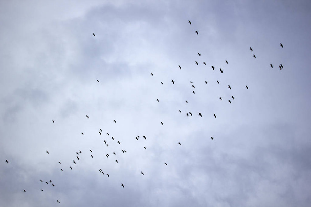 stormo di cicogne che migrano in autunno
 - Foto, immagini
