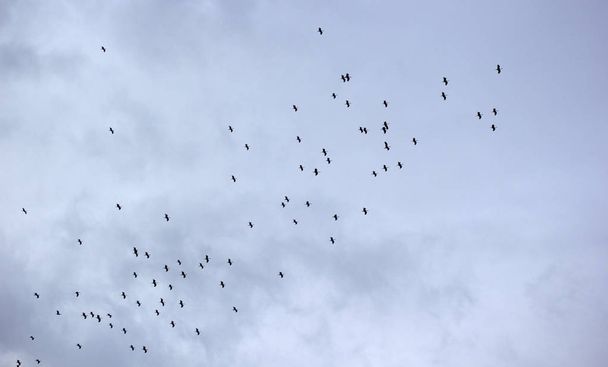 stormo di cicogne che migrano in autunno
 - Foto, immagini