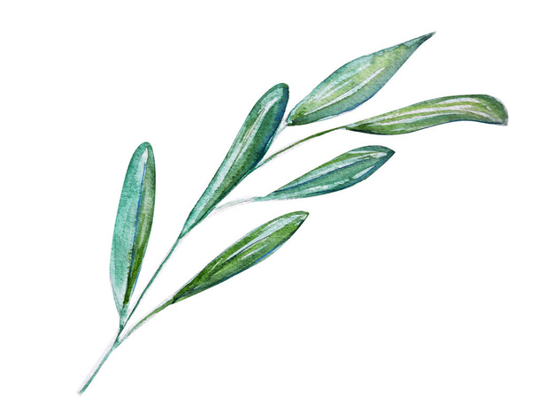 Hermosa rama de olivo, arte, acuarela, arte - Foto, imagen