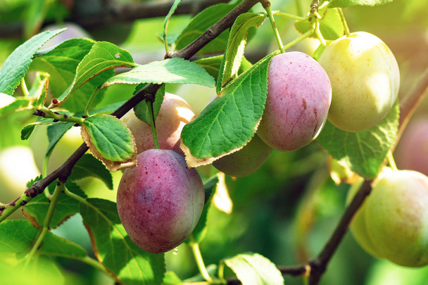 švestky zralé na stromě zblízka organické ovoce - Fotografie, Obrázek