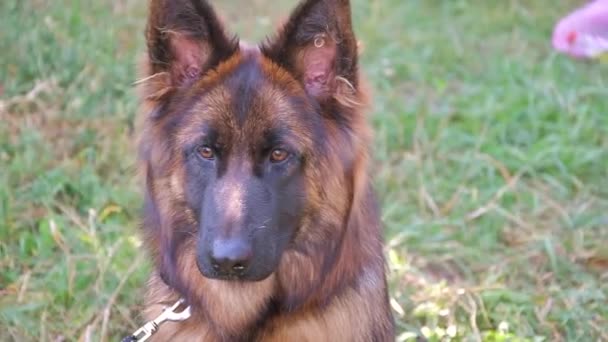 Young beautiful long-haired German shepherd is preparing to speak at a big competition among representatives of her breed exclusively. In the end, she won, taking first place - Footage, Video